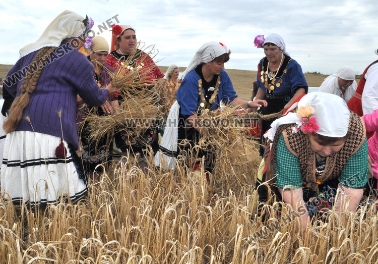 Зажънаха ечемика в Хасковско от Странско
