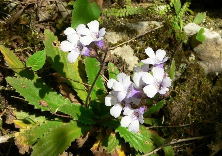 24 билки забранени за бране през тази година