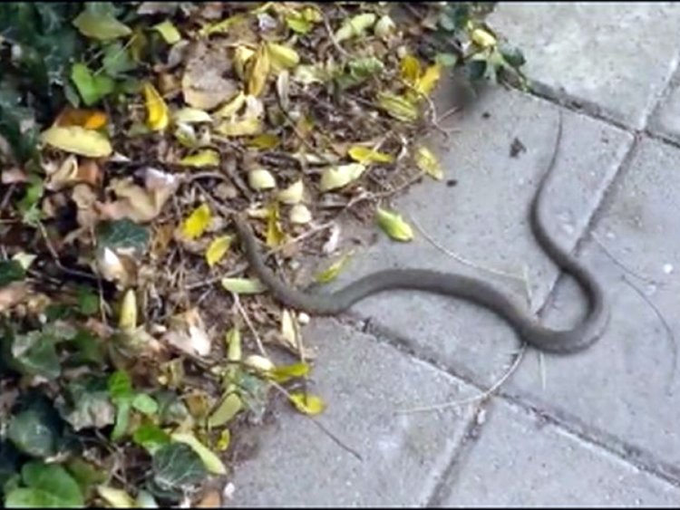 снимката е илюстартивна