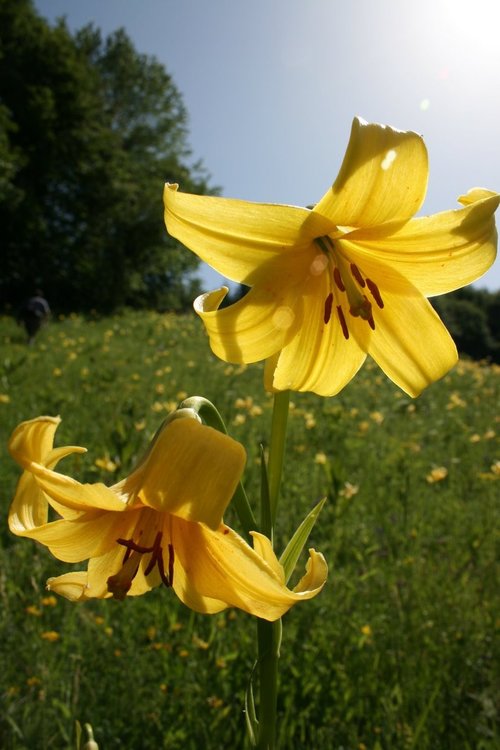 Градушките очукали и Родопския крем, който е критично застрашен вид