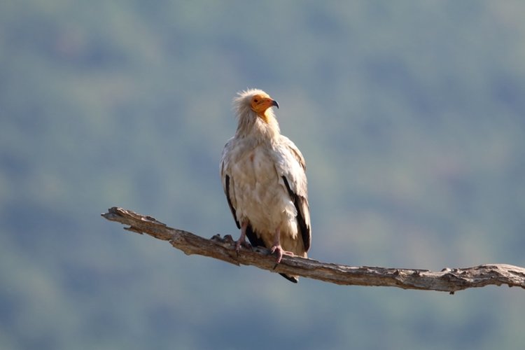 Тестват метод за подсилване на популацията на световно застрашения египетски лешояд