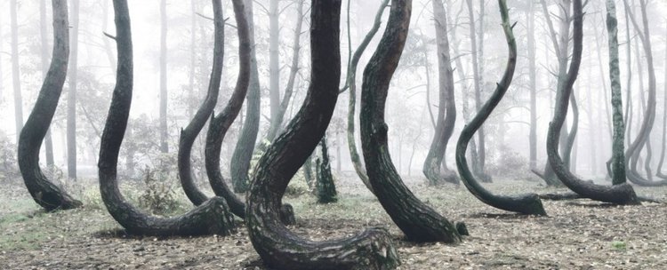 Мистерията на полската Крива гора