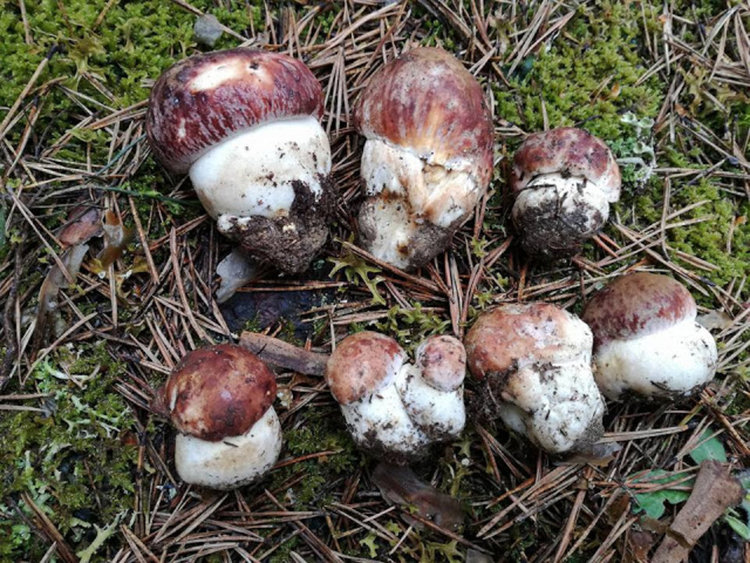 Четвърти ден гъбар от родопско село е в неизвестност, издирването продължава