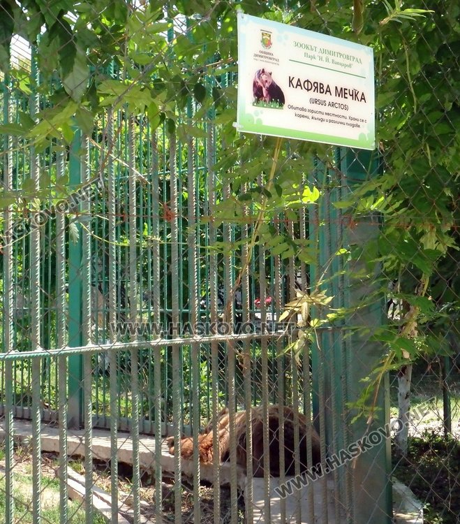 Изпуснаха от клетката мечката от зоопарка в Димитровград