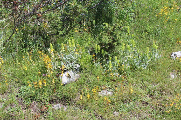 Еколози, горски и ловци ще следят за брането на забранения Мурсалски чай