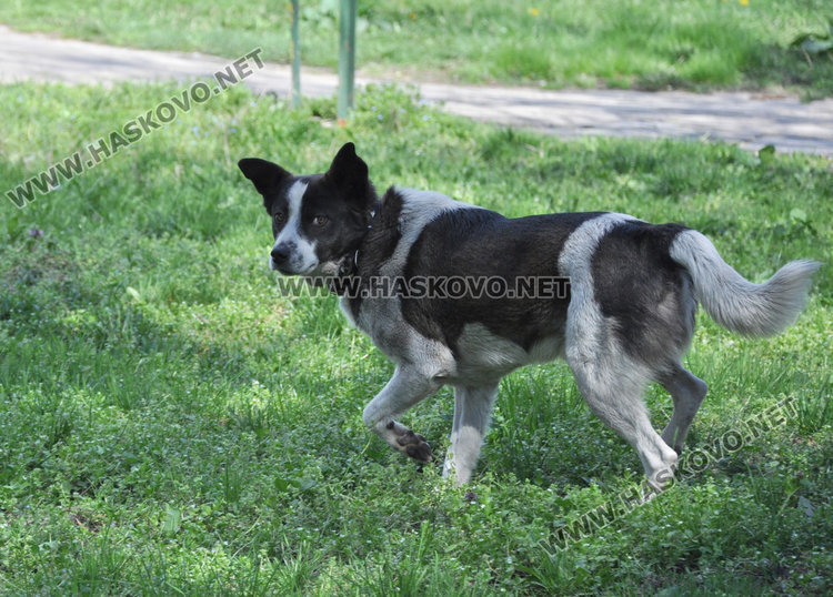Хасковлии не искат домашни любимци в градските паркове