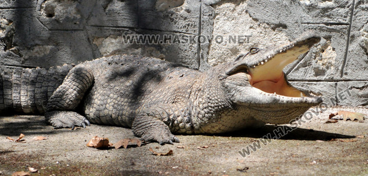 Зоопаркът в Хасково готов за лиценза