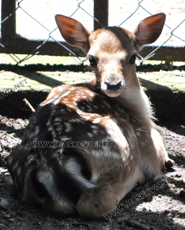 Зоопаркът в Хасково готов за лиценза