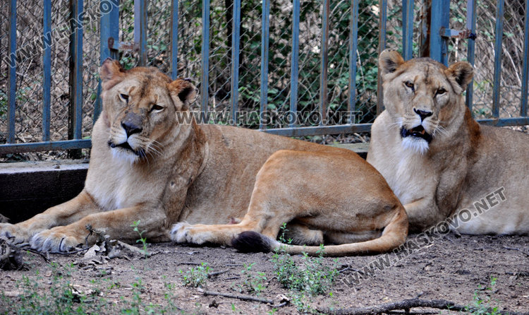 Зоопаркът в Хасково готов за лиценза