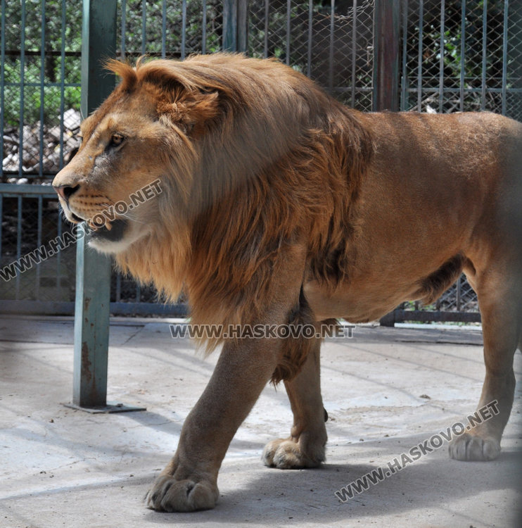 Зоопаркът в Хасково готов за лиценза