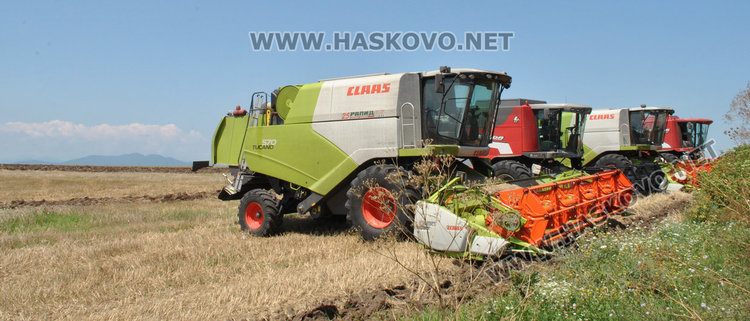 Житото калпаво от дъждовете, чака се поскъпване на хляба