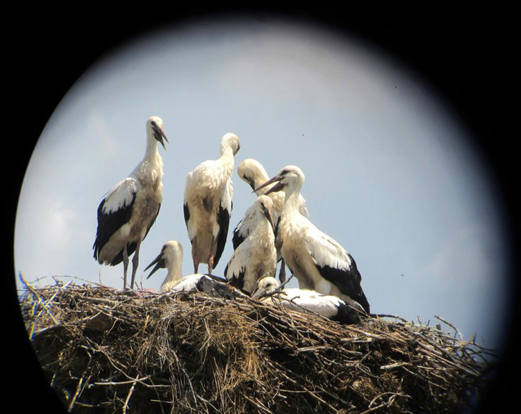 Село Великан с рекорд за най-населено щъркелово гнездо