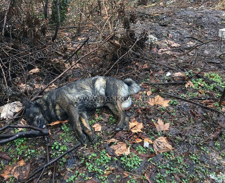 снимката е илюстративна, източник:архив