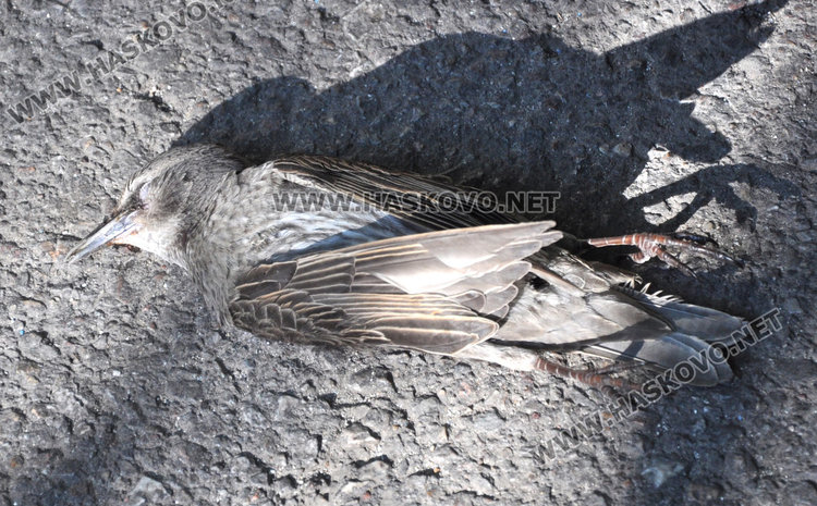 Хасковлия: Птици измират мистериозно в центъра на града