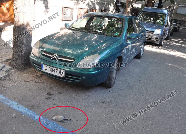 Хасковлия: Птици измират мистериозно в центъра на града