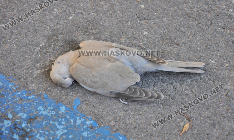 Хасковлия: Птици измират мистериозно в центъра на града