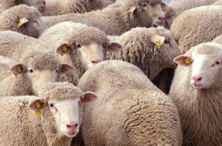  Полицията изведе доброволците от Шарково