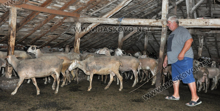 д-р Румен Христов при едно от стадата