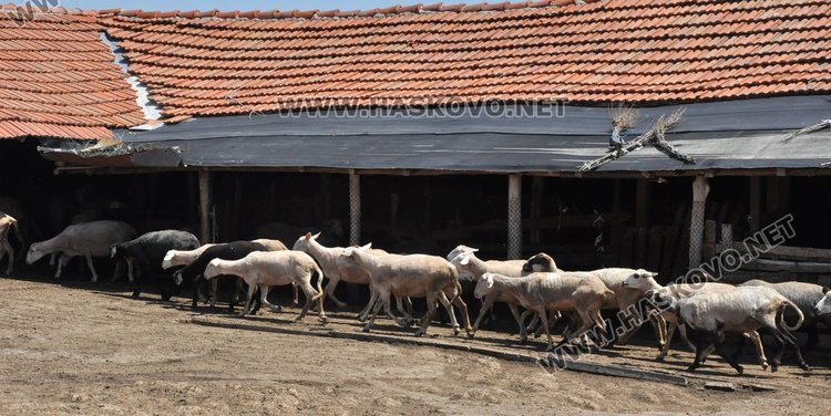 В Харманлийско нащрек за чума заради Коч байряма