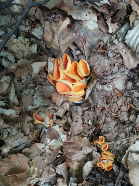 Предложение за лятна разходка: Равногор