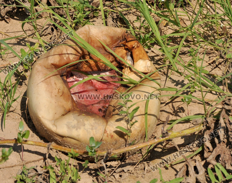  Бостанджии от Любимец: Молим се за градушка, поне да избием загубите