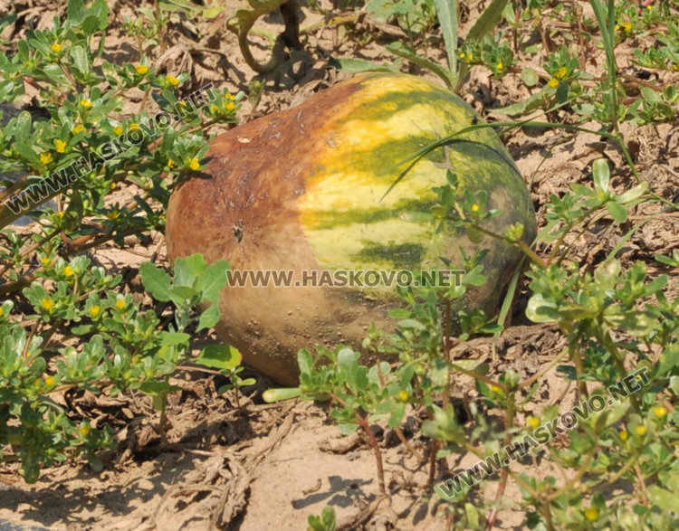  Бостанджии от Любимец: Молим се за градушка, поне да избием загубите