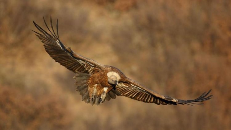 "Властелините на Родопите" стъпиха в Момчилград