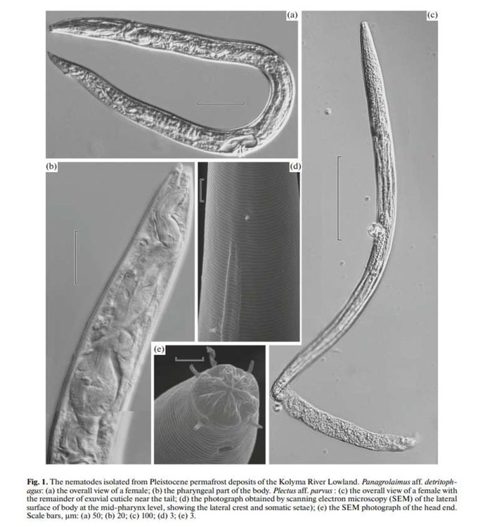 Нематоди от Плейстоцена. Сн: Shatilovich et al./Doklady Biological Sciences, 2018