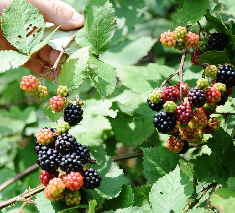 Заради дъждовете узряха дивите къпини в Ардинско