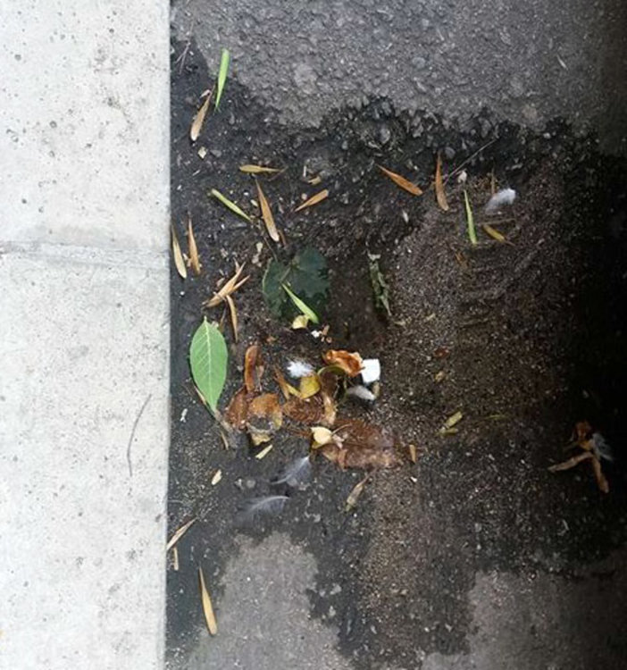 Читатели: Незаконно сметище расте на метри от центъра, шахтите - запушени