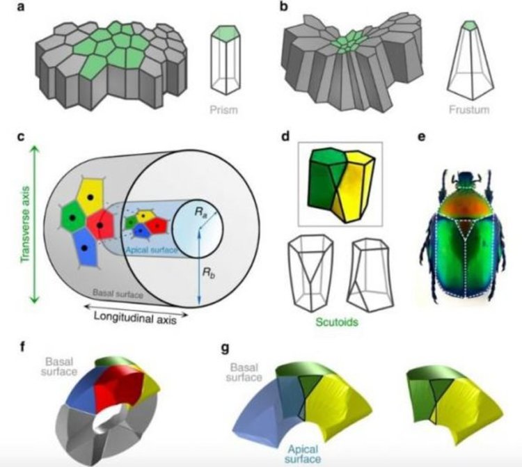 Pedro Gómez-Gálvez et al., Nature Communications