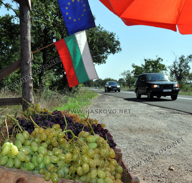 Оси нападнаха лозята, ранното грозде вече на сергиите