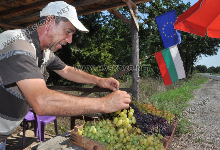 Оси нападнаха лозята, ранното грозде вече на сергиите