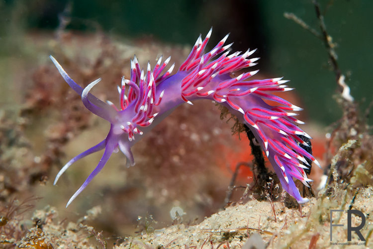 Пет "извънземни" от морските дълбини (видео)