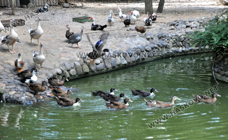 Бодливи бебета – любимците на децата в Хасковския зоопарк