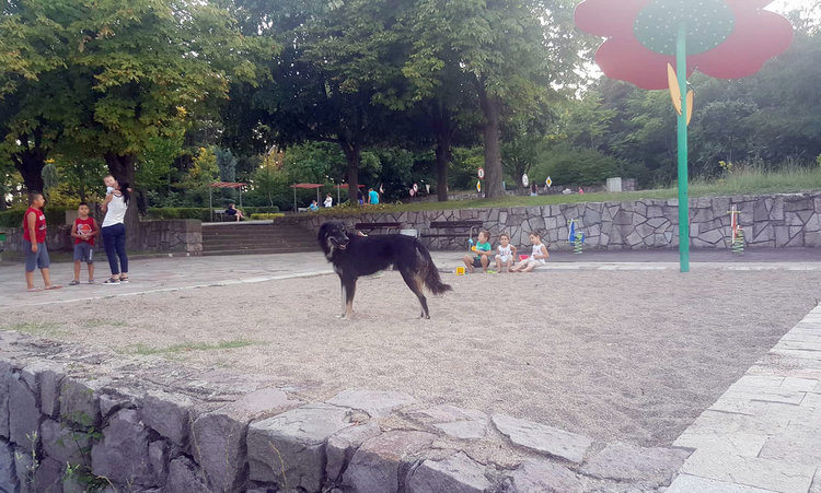 Хасковлия: Бездомно куче щъка в пясъчника на детска площадка