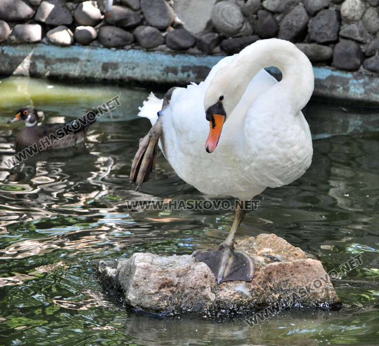 Бодливи бебета – любимците на децата в Хасковския зоопарк