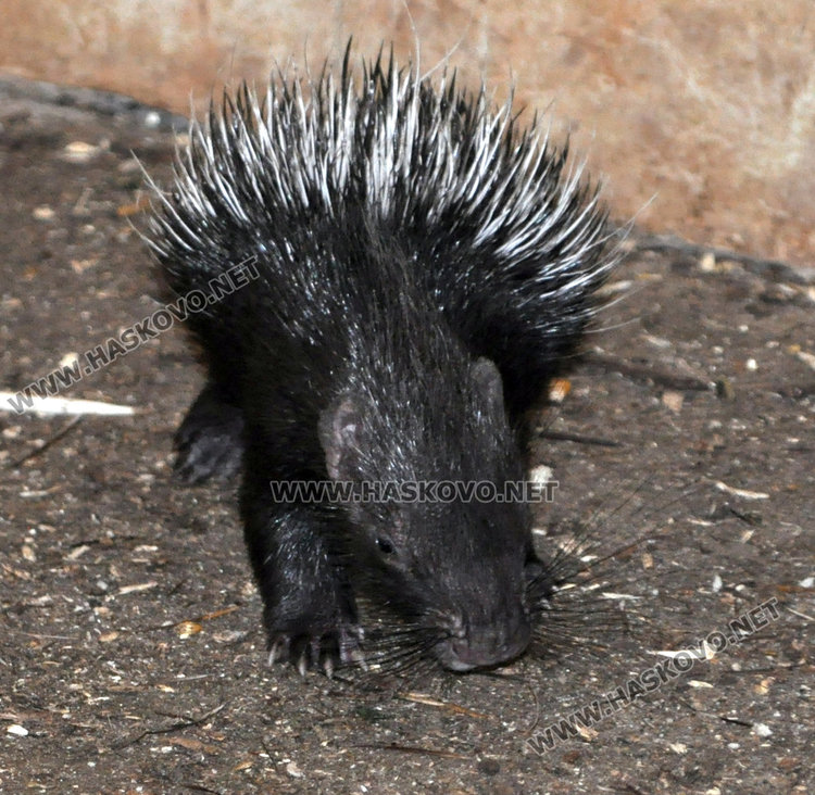 Бодливи бебета – любимците на децата в Хасковския зоопарк