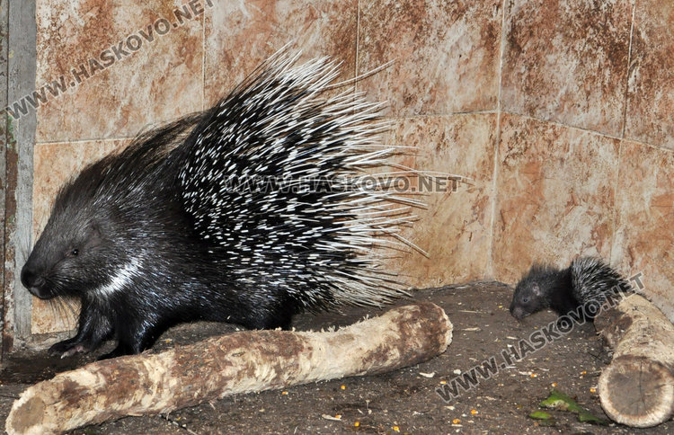 Бодливи бебета – любимците на децата в Хасковския зоопарк