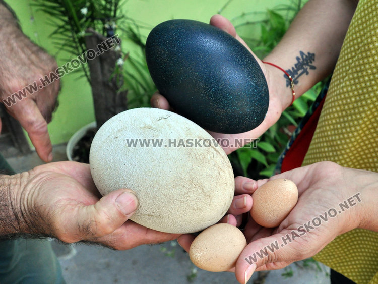 яйца от токачка, щраус и ему