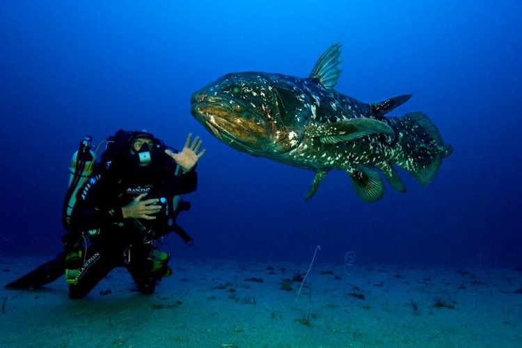 Риба, по-стара от динозаврите, може да изчезне заради нефтени сондажи