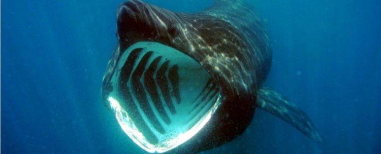 Скупчването на големи групи гигантски акули остава загадка