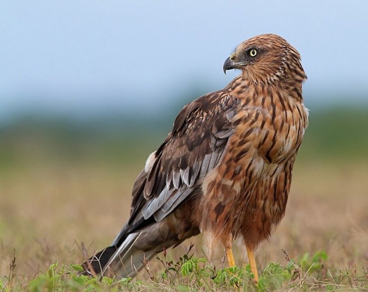 Арестуваха 67-годишен, отровил тръстиков блатар