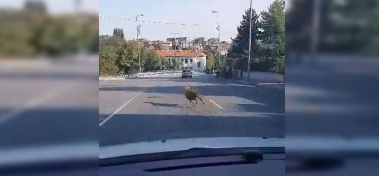 Овца бяга от ножа на Байрама, търчи по Кърджалийска