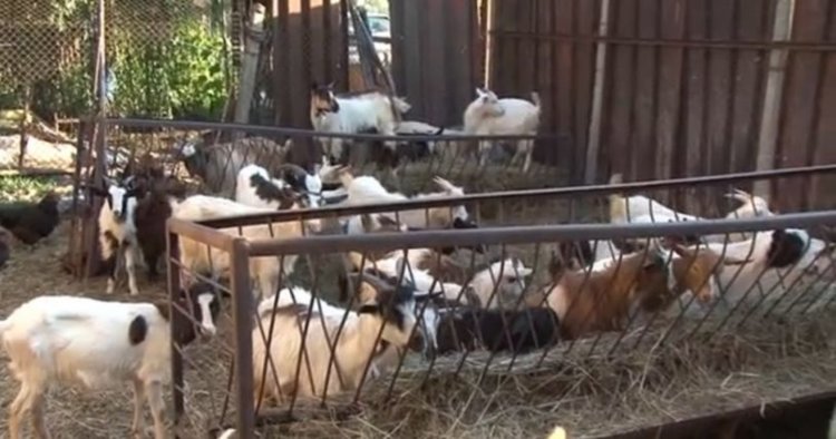 БАБХ получили част от резултатите от пробите за чума в Странджанско