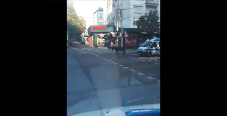 Хасковлия: магаре поведе полицейска кола на червен светофар (видео)