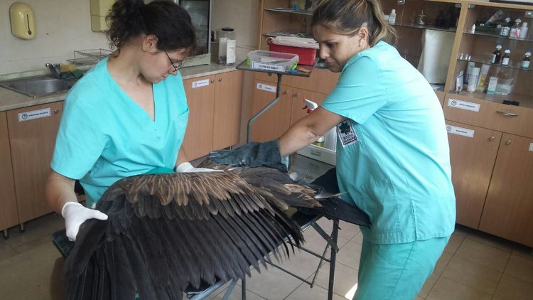 Снимик : БДЗП