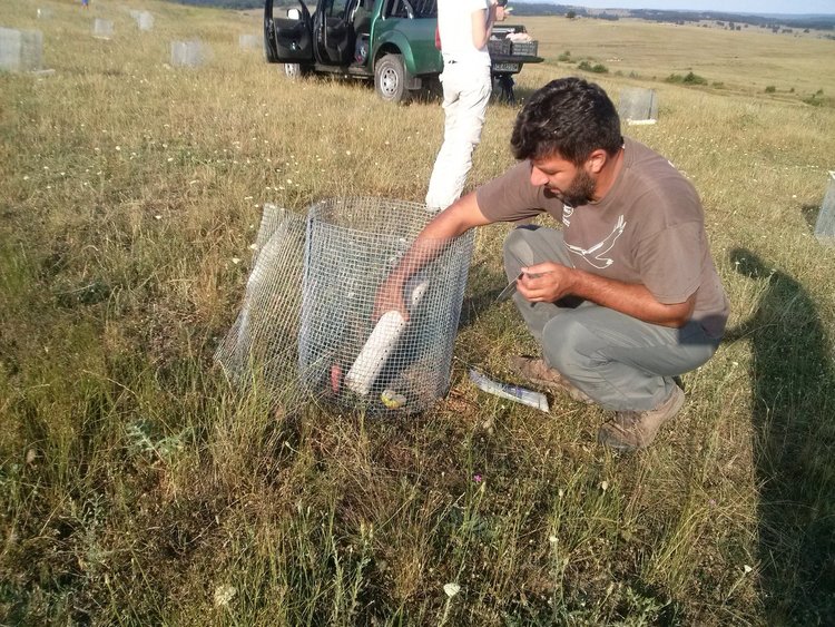 Природозащитници разселват лалугери с радиопредаватели в естествената им среда
