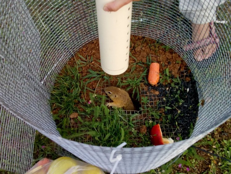 Природозащитници разселват лалугери с радиопредаватели в естествената им среда