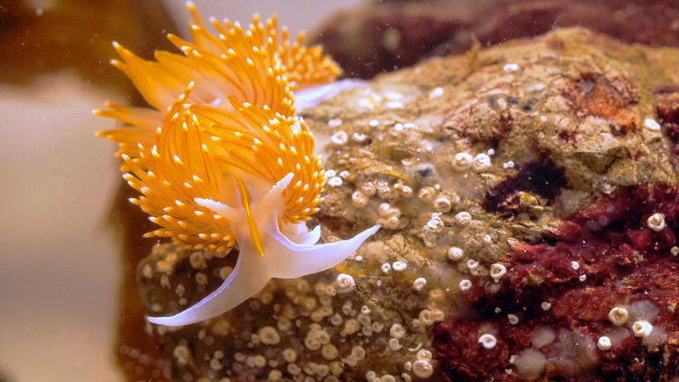 Красиви и коварни: Морски същества парализират своите врагове с откраднати "оръжия" (видео)